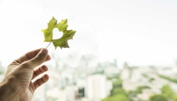 Effinature : un nouveau standard pour articuler immobilier neuf et biodiversité