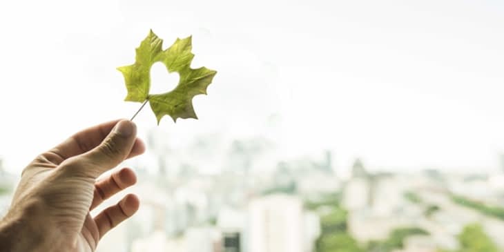 Effinature : un nouveau standard pour articuler immobilier neuf et biodiversité