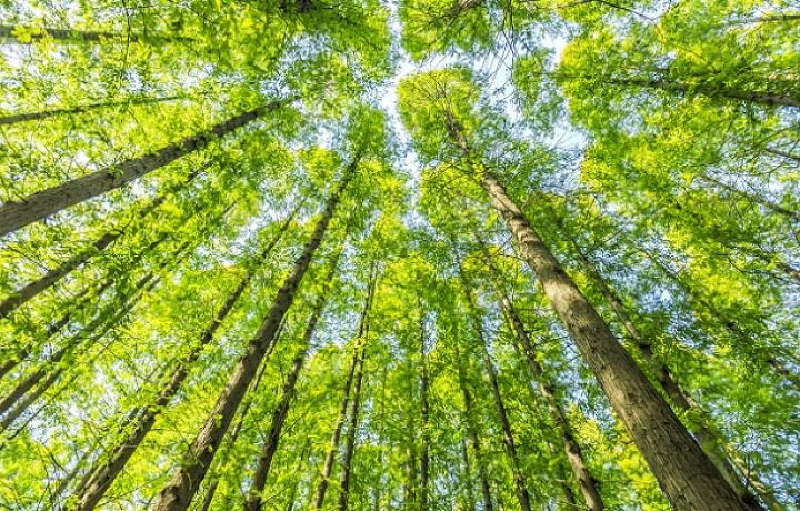 Arboretum, des bureaux en bois à Paris