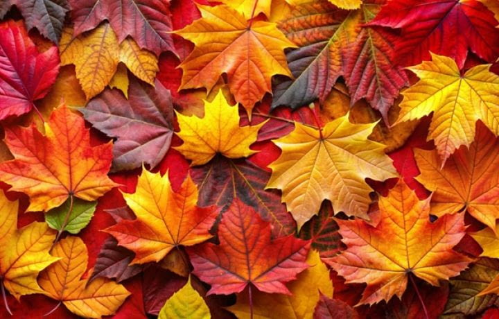 Comment aménager et décorer mon appartement neuf pour l'automne ? Un cocon douillet