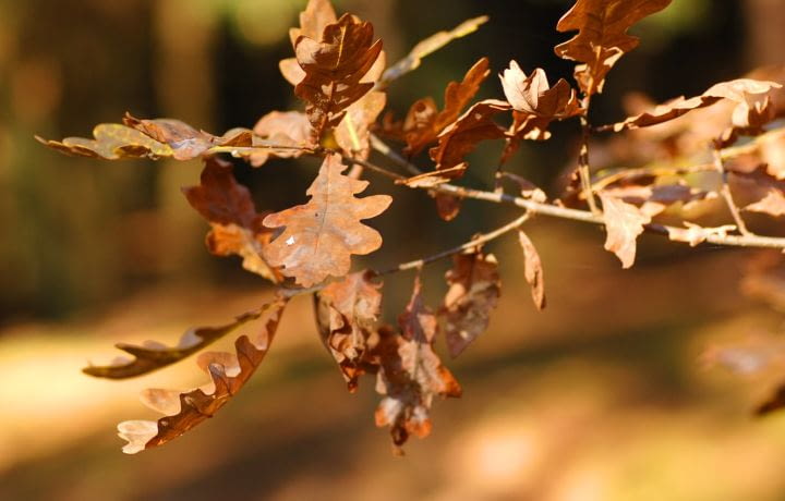 Début de la trêve hivernale le 1er novembre 2017