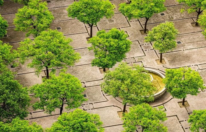 Des arbres en ville pour sauver des milliers de vies