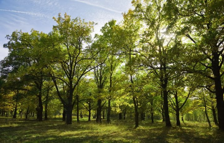 Des arbres en ville pour sauver des milliers de vies