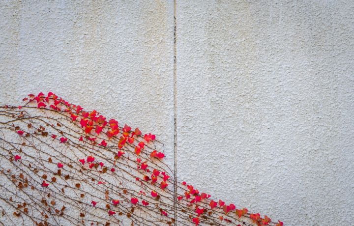 Des fleurs sur mon mur : dernier jour pour participer à l’opération toulousaine