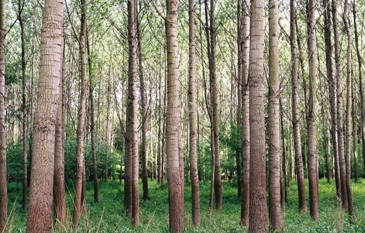Éco-habitat : des immeubles en bois pour relancer la filière forestière