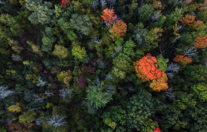 Éco-habitat : des immeubles en bois pour relancer la filière forestière