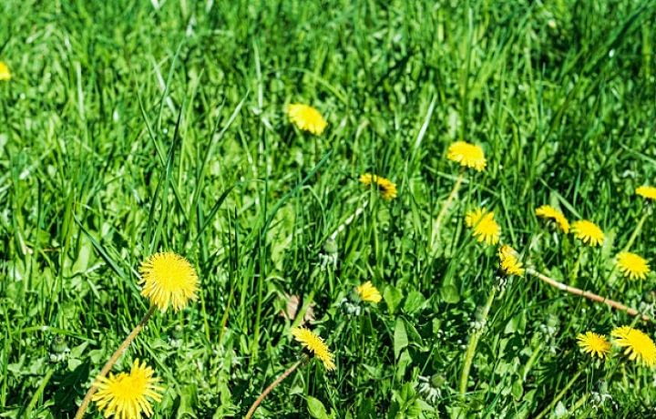 Éco-habitat : pourquoi arrêter de tondre sa pelouse ?