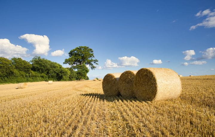 Écohabitat : les avantages de la maison en paille