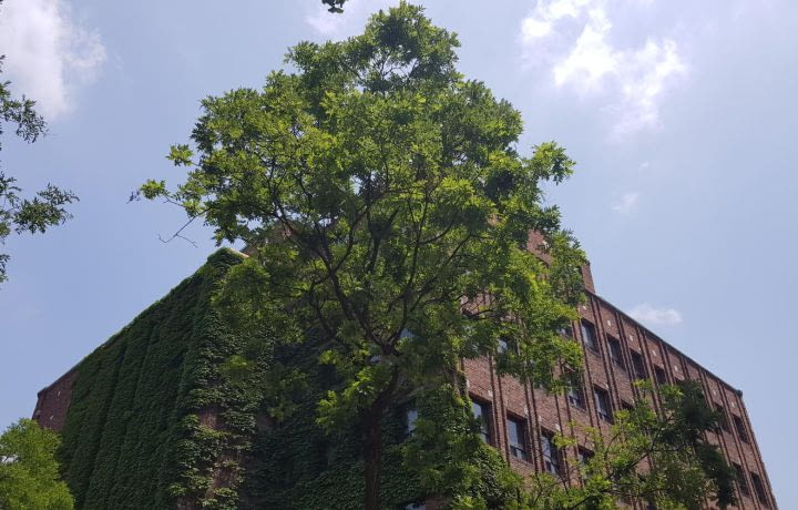 Immobilier écologique de demain : Milan accueille un « immeuble-forêt »