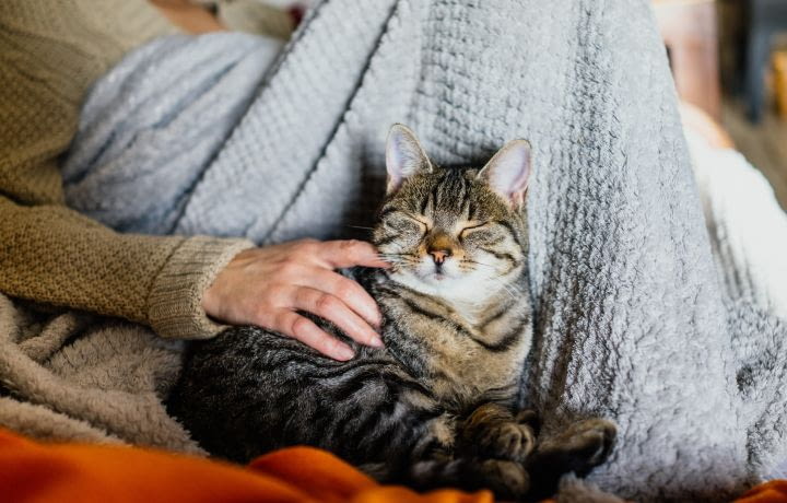 Immobilier insolite : un appartement loué 1 300€... à des chats