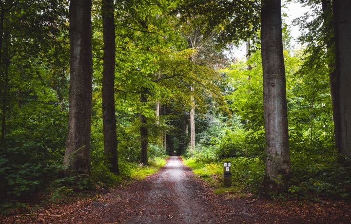 Investissement immobilier : et si vous achetiez une forêt ?