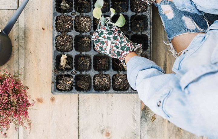 Gel au balcon, plantes en danger - Jardins de France