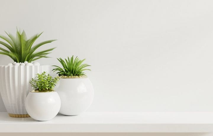 Plantes d'intérieur : le réflexe anti-stress, santé et productivité