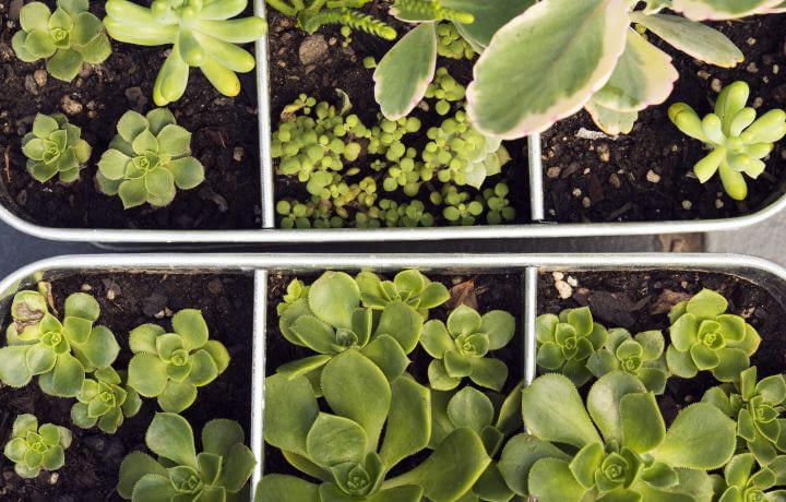 Potager vertical : récolter des légumes sur les toits des grandes entreprises