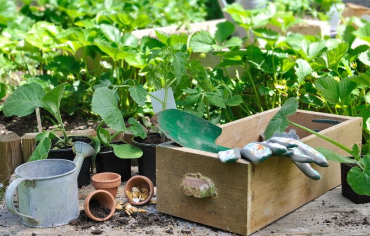 Taxe sur les jardins potagers : une rumeur qui fait parler