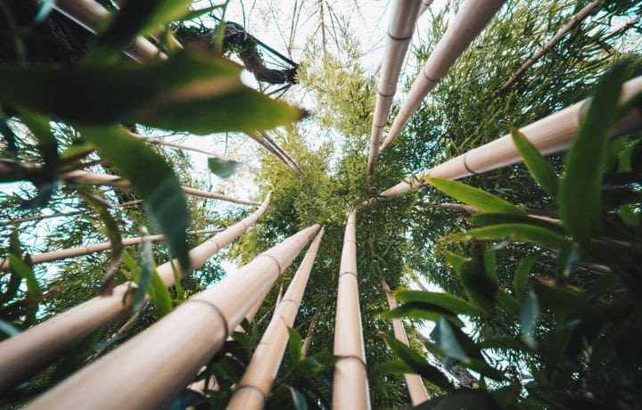 Warka Tower : une tour en bambou qui transforme l’air en eau potable